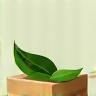 Leaf on package representing eco-friendly delivery (96x96)