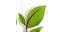 GreenLeaf Café logo